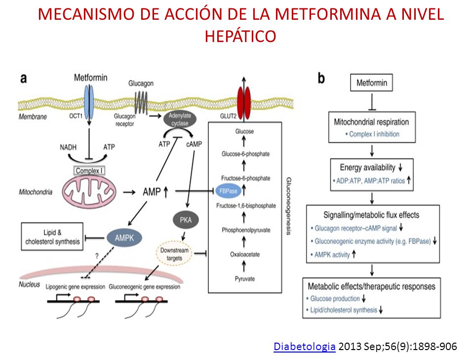 ABORDAJE DEL PACIENTE DIABÉTICO - ppt video online descargar ABORDAJE DEL PACIENTE DIABÉTICO - ppt video online descargar