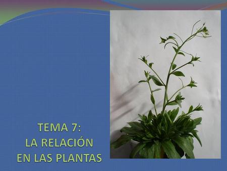 TEMA 7: LA RELACIÓN EN LAS PLANTAS