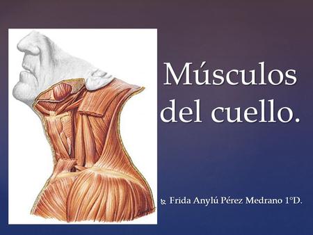 Músculos del cuello. Frida Anylú Pérez Medrano 1°D.