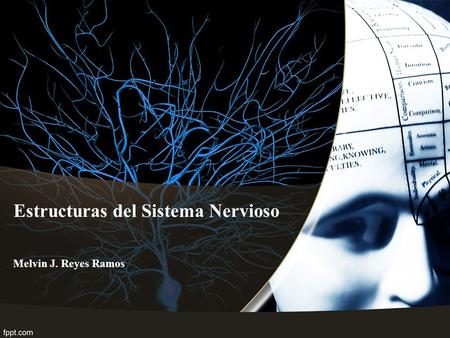 Estructuras del Sistema Nervioso Melvin J. Reyes Ramos.