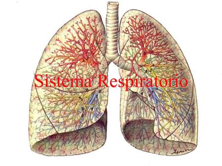 Sistema Respiratorio. CAVIDAD NASAL NARIZ FARINGE LARINGE TRÁQUEA PULMÓN IZQUIERDO COSTILLAS DIAFRAGMA BRONQUIO BRONQUÍOLO ESQUEMA APARATO RESPIRATORIO.