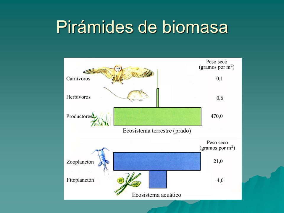 cadenas redes y pirámides alimenticias en diferentes ecosistemas ecolog 205 a el ecosistema ppt video online descargar cadenas redes y pirámides alimenticias en diferentes ecosistemas ecolog 205 a el ecosistema ppt video online descargar