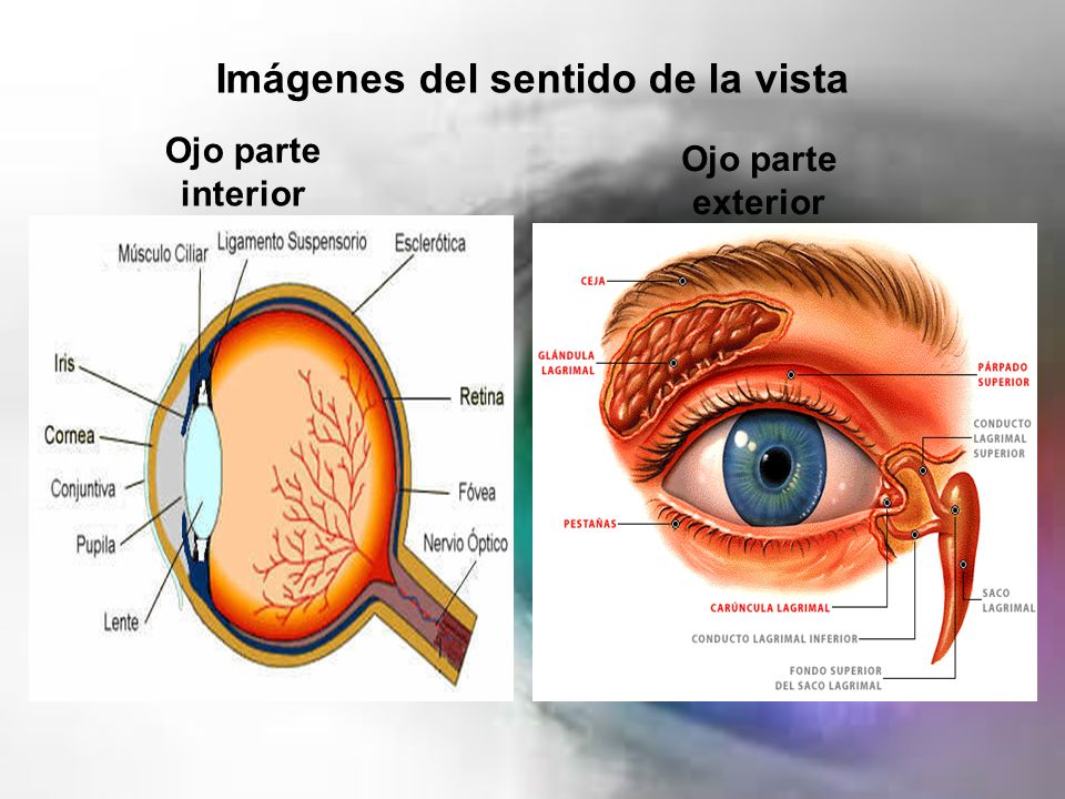 Los Ojos Y El Sentido De La Vista