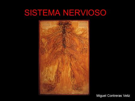 SISTEMA NERVIOSO I Miguel Contreras Veliz. SISTEMA NERVIOSO El sistema nervioso de los organismos superiores esta encargado de la regulación interna de.