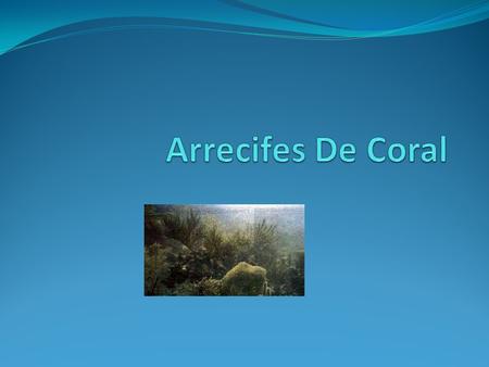 Arrecifes De Coral.