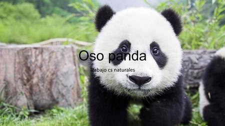 Oso panda Trabajo cs naturales. El oso panda vive en asia, solo quedan 1800, se alimenta mayormente de bambu pero también de raíces pequeños pajaros y.