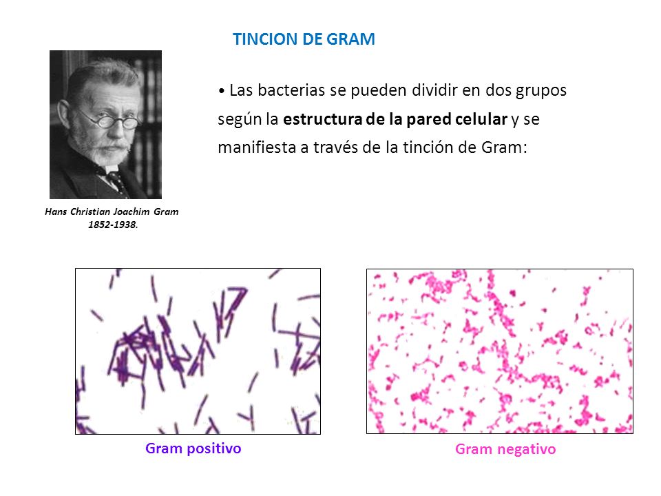 hans christian gram In 1884 hans christian gram, a danish bacteriologist, developed his special stain, which is composed of iodine and potassium iodide-arsenite after preliminary. hans christian gram In 1884 hans christian gram, a danish bacteriologist, developed his special stain, which is composed of iodine and potassium iodide-arsenite after preliminary.