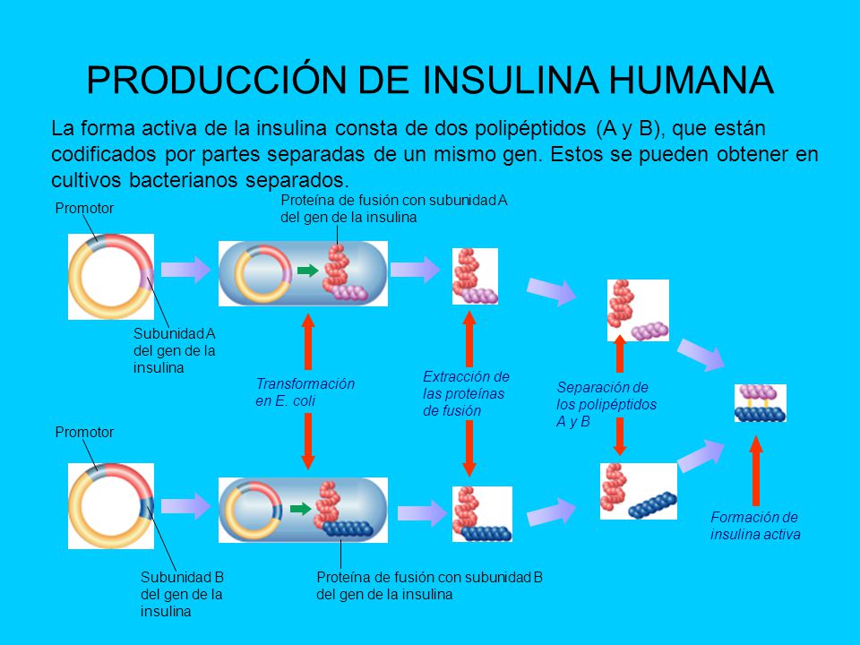 TEMA 4º LA REVOLUCIÓN GENÉTICA: BIOTECNOLOGÍA - ppt descargar TEMA 4º LA REVOLUCIÓN GENÉTICA: BIOTECNOLOGÍA - ppt descargar