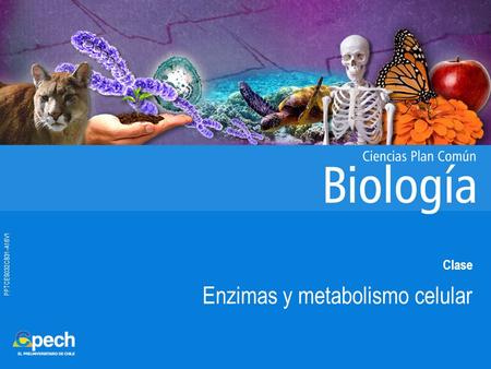 Enzimas y metabolismo celular