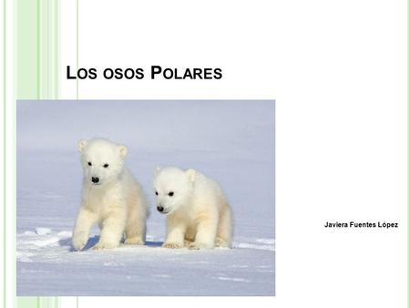 L OS OSOS P OLARES Javiera Fuentes López. Í NDICE 1.-hábitat 2.- Alimentación de los osos Polares 3.- La muerte de los Osos Polares.