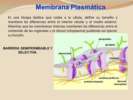 Es una bicapa lipídica que rodea a la célula, define su tamaño y mantiene las diferencias entre el interior celular y el medio externo. Mientras que las.