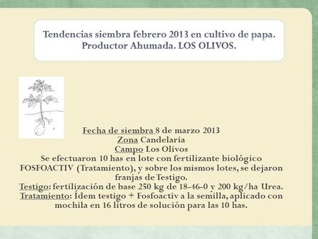 Fecha de siembra 8 de marzo 2013 Zona Candelaria Campo Los Olivos Se efectuaron 10 has en lote con fertilizante biológico FOSFOACTIV (Tratamiento), y sobre.