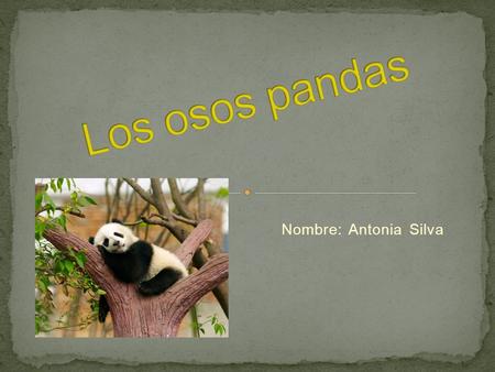 Nombre: Antonia Silva. 1.Lugar en donde habita el oso panda. 1.Lugar en donde habita el oso panda. 2.Alimentacion del oso panda 2.Alimentacion del oso.