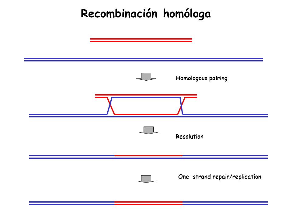Preservation Brief 13: The Repair and Thermal Upgrading of