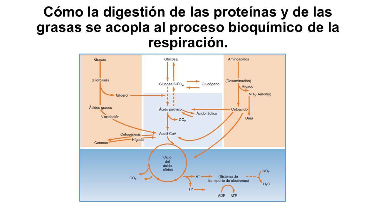 Lic. Javier Céspedes Mata, M.E. - ppt descargar Lic. Javier Céspedes Mata, M.E. - ppt descargar