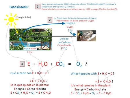 Dióxido de Carbono Carbon Dioxide (CO 2 ) Oxígeno Oxygen (O 2 ) 2 La Fotosíntesis de las plantas producen Oxígeno Photosynthesis of plants produces Oxygen.