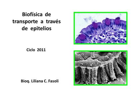 Biofísica de transporte a través de epitelios