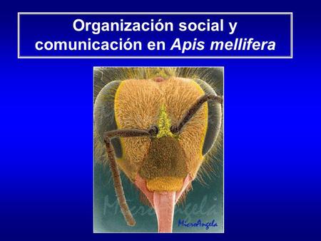 Organización social y comunicación en Apis mellifera
