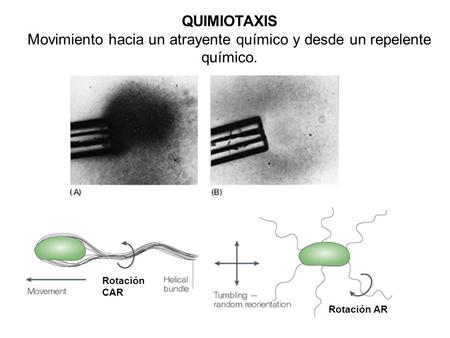 Rotación CAR Rotación AR QUIMIOTAXIS Movimiento hacia un atrayente químico y desde un repelente químico.