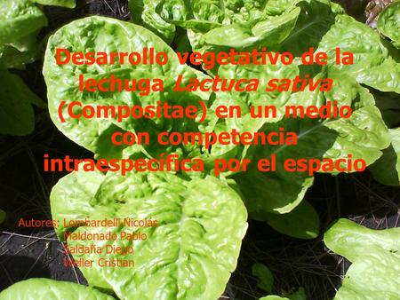 Desarrollo vegetativo de la lechuga Lactuca sativa (Compositae) en un medio con competencia intraespecífica por el espacio Autores: Lombardelli Nicolás.