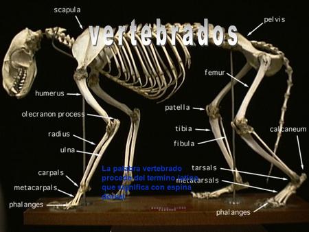 Vertebrados La palabra vertebrado procede del termino latino que significa con espina dorsal.