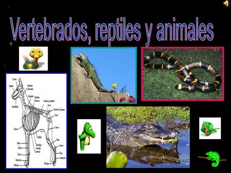 Vertebrados, reptiles y animales