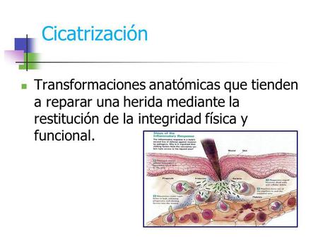 Cicatrización Transformaciones anatómicas que tienden a reparar una herida mediante la restitución de la integridad física y funcional.