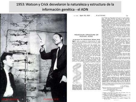 1953: Watson y Crick desvelaron la naturaleza y estructura de la información genética - el ADN James Watson Francis Crick.