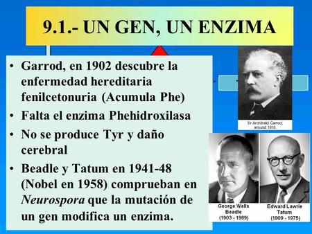 9.1.- UN GEN, UN ENZIMA Garrod, en 1902 descubre la enfermedad hereditaria fenilcetonuria (Acumula Phe) Falta el enzima Phehidroxilasa No se produce Tyr.