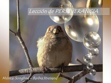 Lección de PERSEVERANCIA Música: Songbird – Barbra Streisand.