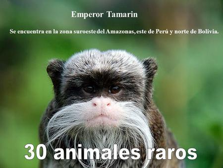 30 animales raros Emperor Tamarin
