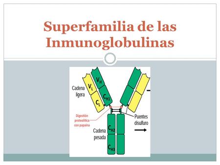 Superfamilia de las Inmunoglobulinas