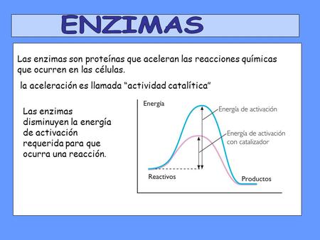 Las enzimas son proteínas que aceleran las reacciones químicas que ocurren en las células. la aceleración es llamada “actividad catalítica” Las enzimas.
