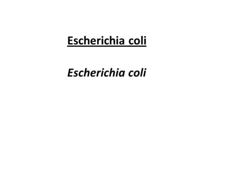 Escherichia coli Escherichia coli.