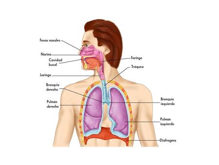 El aparato respiratorio o sistema respiratorio es el encargado de captar el oxígeno (O2) del aire e introducirlo en la sangre y expulsar del cuerpo.