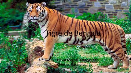 Tigre de Bengala Olivia Martul, Trabajo de Ciencias Naturales.