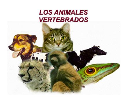 LOS ANIMALES VERTEBRADOS. ¿Qué son los animales vertebrados? - Los animales vertebrados son aquellos que tienen esqueleto articulado, que actua como soporte.