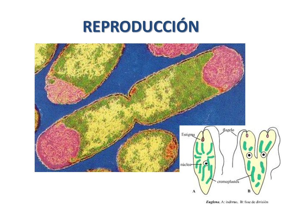 Autotrofos fotosinteticos y quimiosinteticos 32 Autotrofos fotosinteticos y quimiosinteticos 88