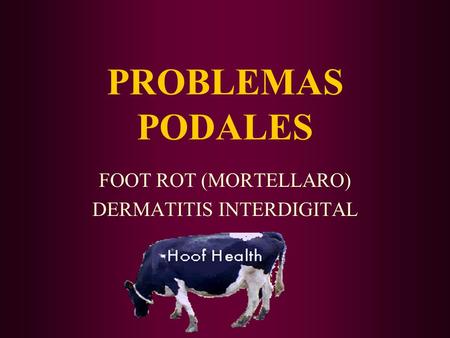 PROBLEMAS PODALES FOOT ROT (MORTELLARO) DERMATITIS INTERDIGITAL.
