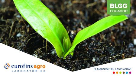 El Magnesio en el suelo y plantas El magnesio es un nutriente esencial para las plantas. Es clave para una amplia gama de funciones en los vegetales.
