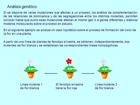 Análisis genético Si se dispone de varias mutaciones que afectan a un proceso, los análisis de complementación, de las relaciones de dominancia y de las.