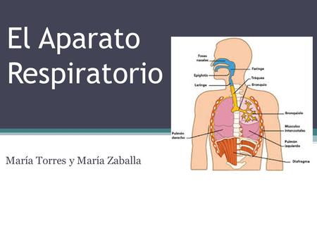 El Aparato Respiratorio María Torres y María Zaballa.
