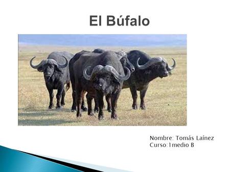 Nombre: Tomás Laínez Curso:1medio B. 11 habitad del búfalo 22Alimentacion del búfalo 33Reproduccion del búfalo.