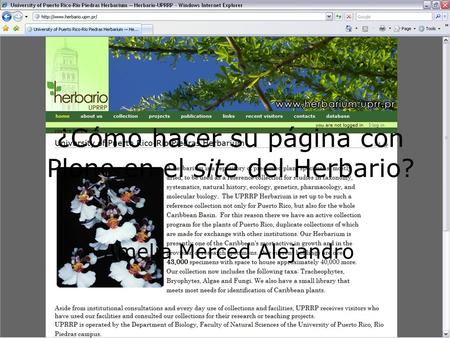 ¿Cómo hacer su página con Plone en el site del Herbario? Amelia Merced Alejandro.