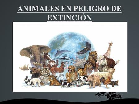 ANIMALES EN PELIGRO DE EXTINCIÓN. INTRODUCCIÓN - Un animal en peligro de extinción es aquel que no está habituado al cambio brusco de las condiciones.