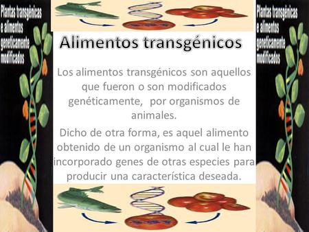 Los alimentos transgénicos son aquellos que fueron o son modificados genéticamente, por organismos de animales. Dicho de otra forma, es aquel alimento.