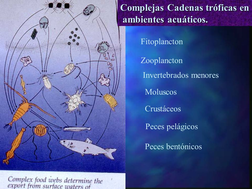 ecologia de ambientes acu 193 ticos ppt descargar ecologia de ambientes acu 193 ticos ppt descargar