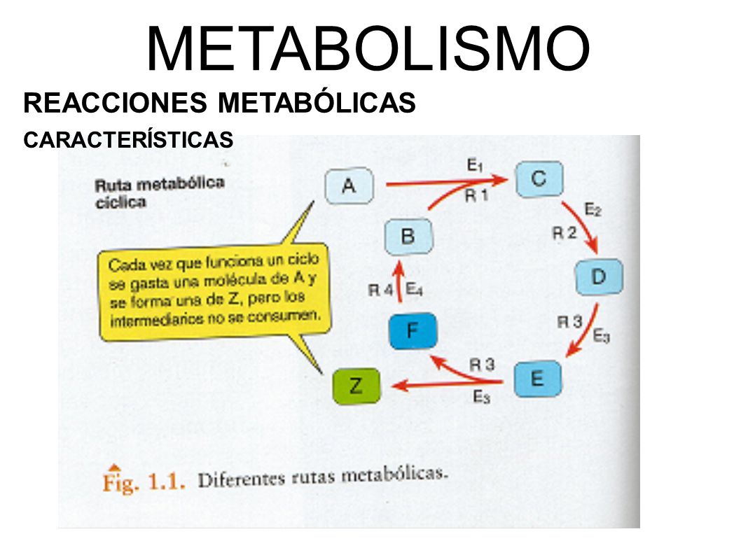 Exame metabolismo