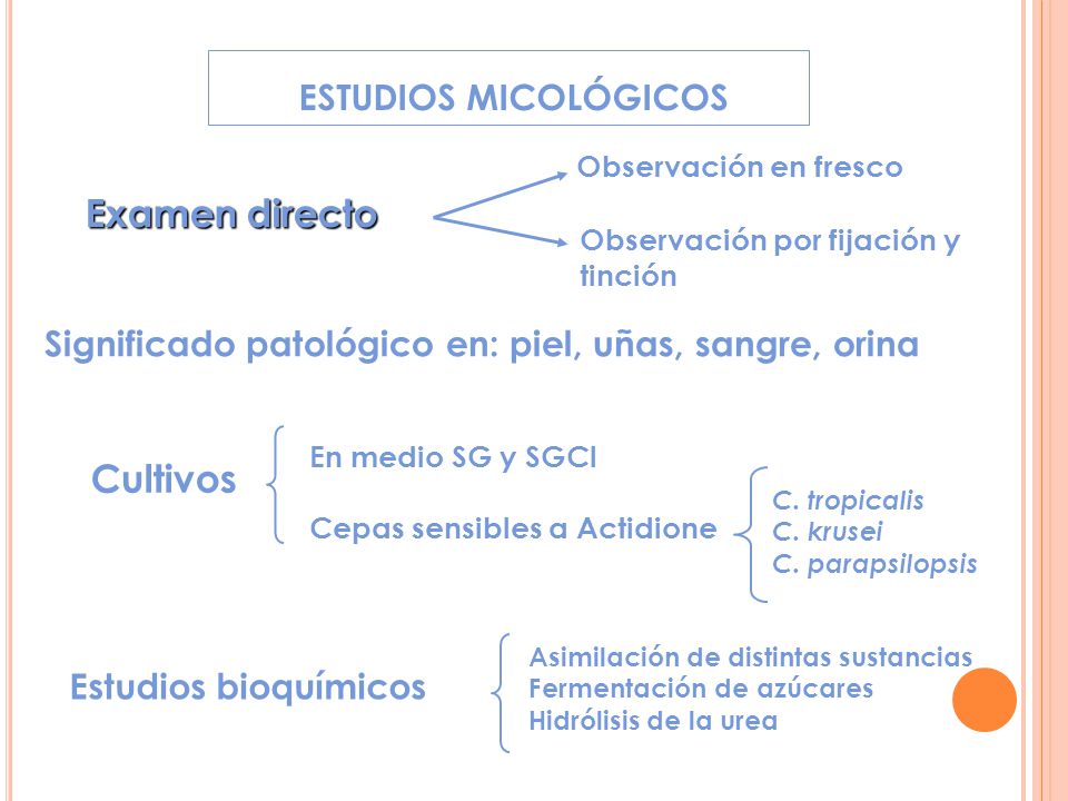 Micosis por oportunistas - ppt descargar Micosis por oportunistas - ppt descargar