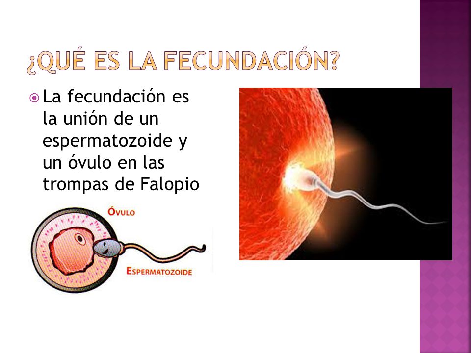 Resultado de imagen de La fecundación